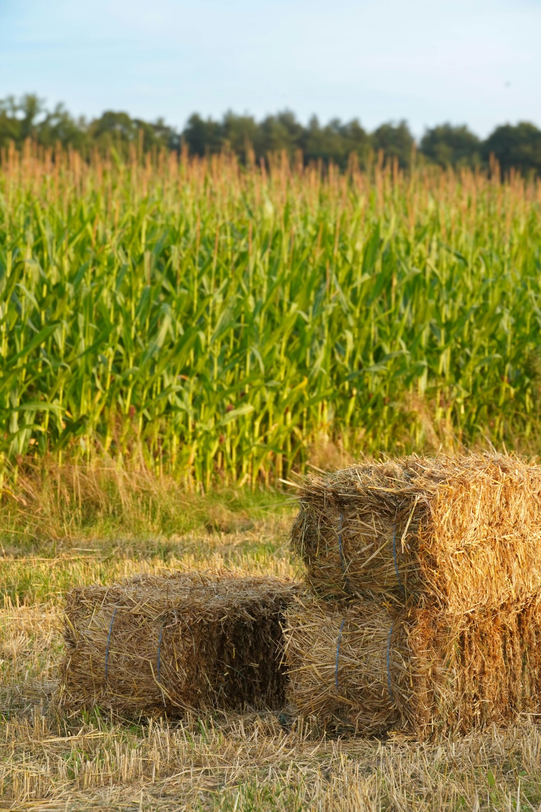 WhatsApp Image 2026-04-17 at 17.29.52