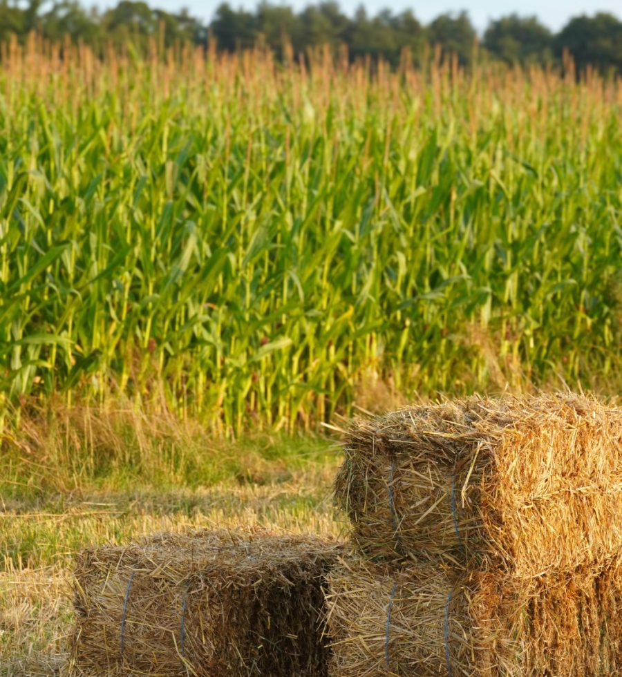 WhatsApp Image 2026-04-17 at 17.29.52